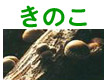 ���̂��Ō������܂��B